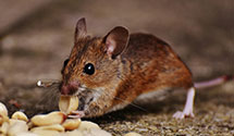24 Hour & Emergency Exterminators in Trooper, PA